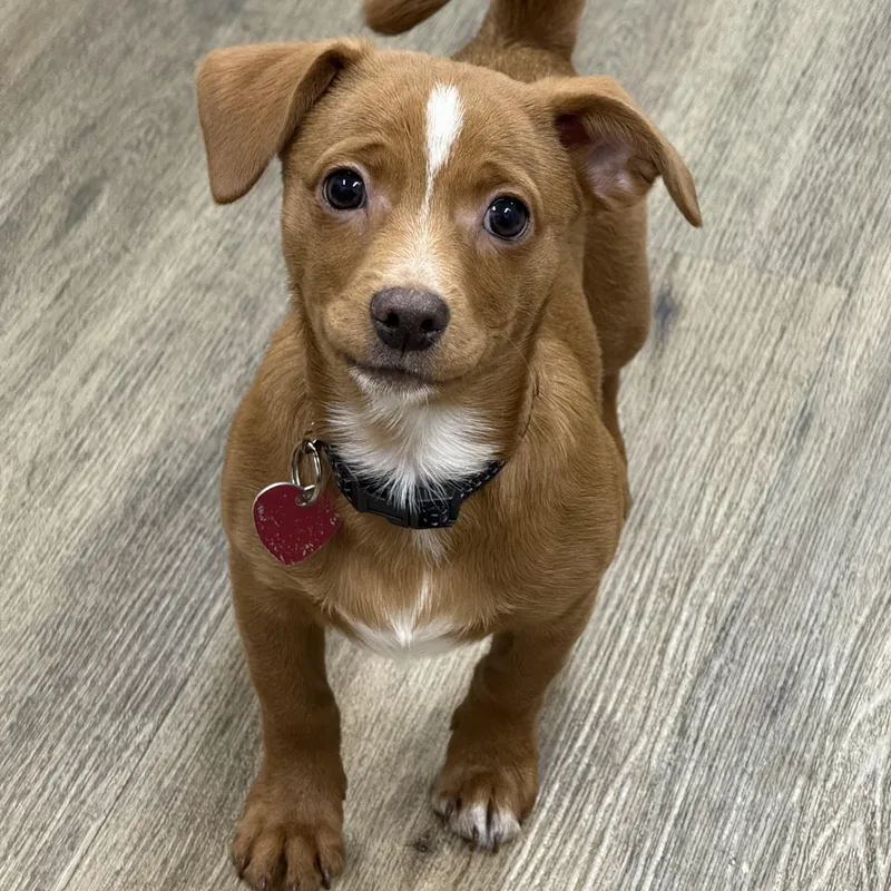 A young small-sized male Chihuahua dog named Rudolph for adoption in Burbank, CA