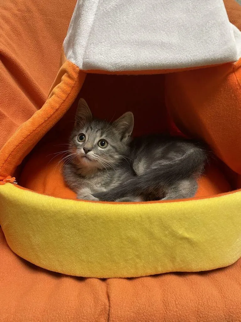 A baby small-sized female Domestic Medium Hair cat named Calypso for adoption in Jackson, MI