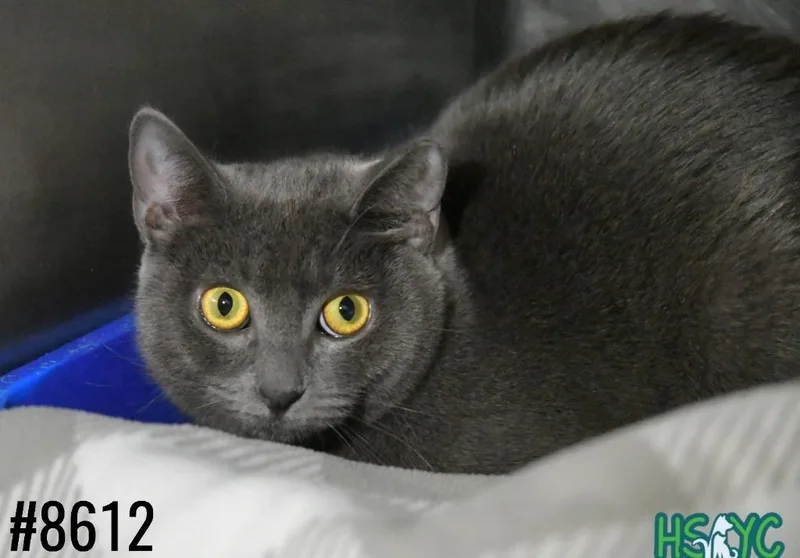 A young medium-sized female Domestic Short Hair cat named Goat Cheese for adoption in Fort Mill, SC