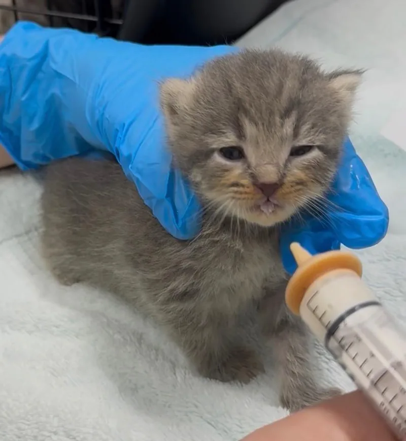 A baby small-sized female Domestic Medium Hair cat named Hudson for adoption in Grants Pass, OR