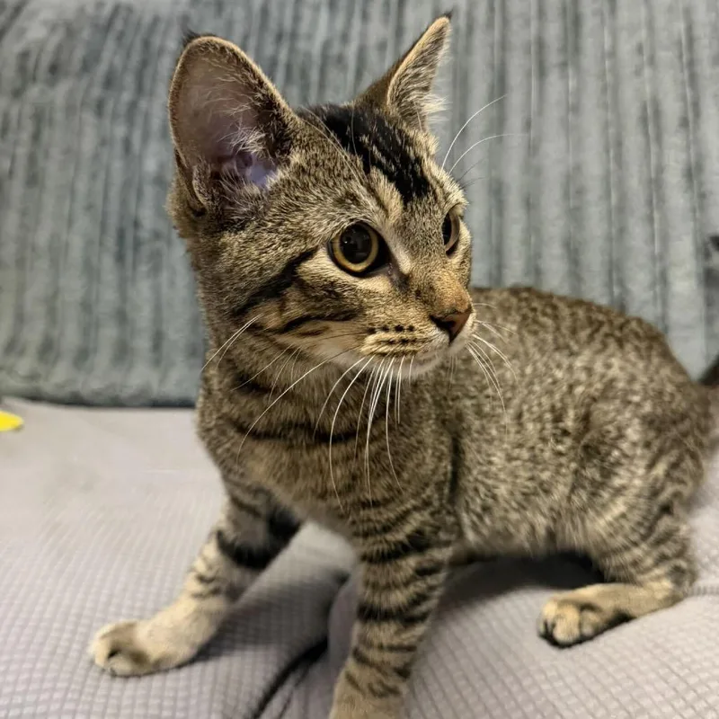 A young medium-sized male Brown / Chocolate Domestic Short Hair cat named Hershey for adoption in Buffalo, MN
