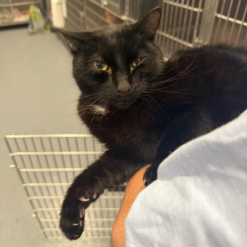 An adult medium-sized female Domestic Short Hair cat named Swim Trunks for adoption in Roanoke, VA