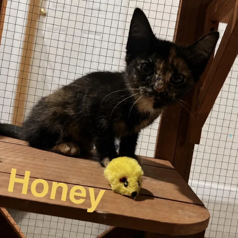 Honey