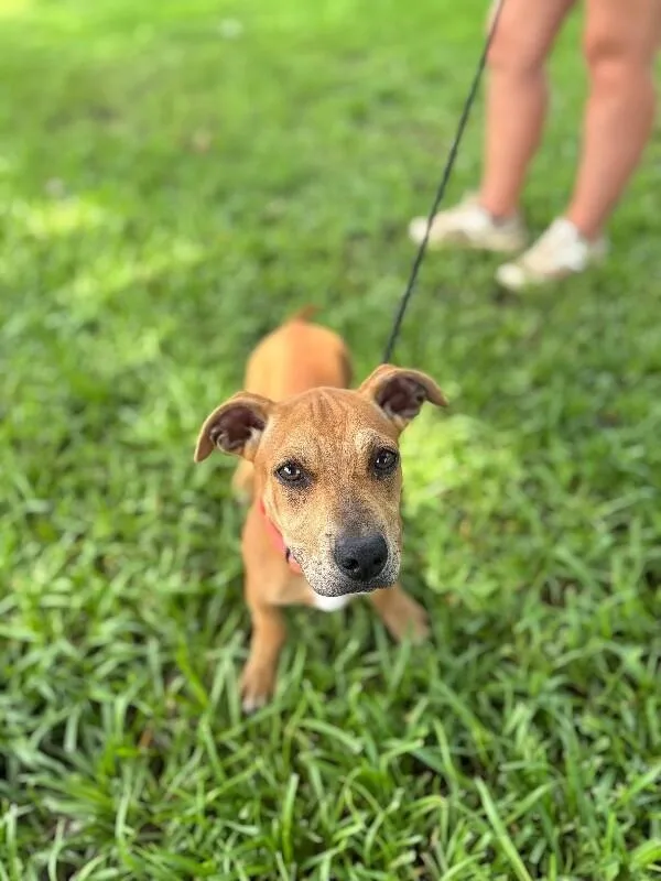 A baby medium-sized male Red / Chestnut / Orange Dachshund dog named Sanford for adoption in Aiken, SC
