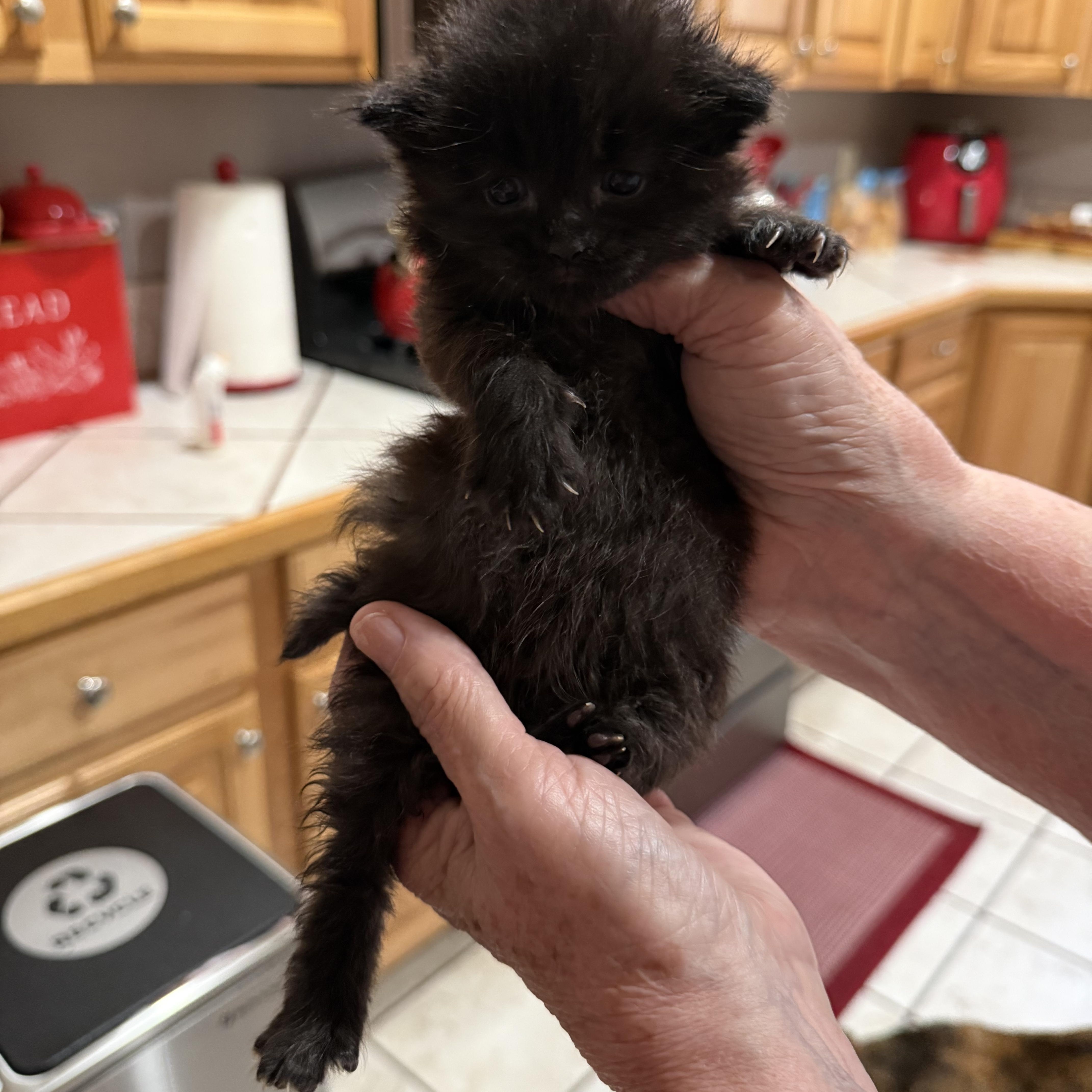 A young large-sized male Black Domestic Long Hair cat named Arthur for adoption in Tracy, CA