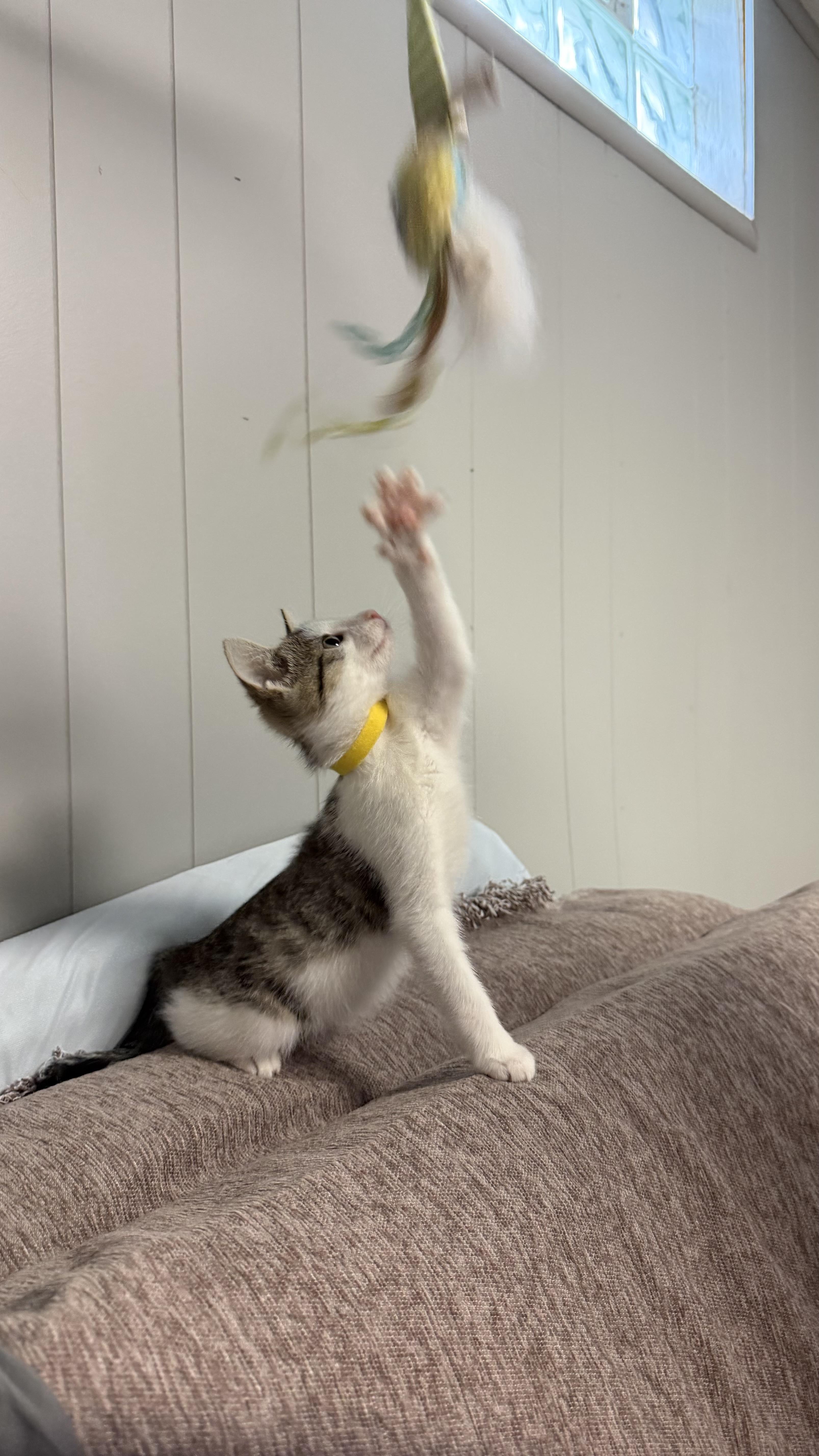 A baby medium-sized female Gray & White American Shorthair cat named Ethel for adoption in Massillon, OH