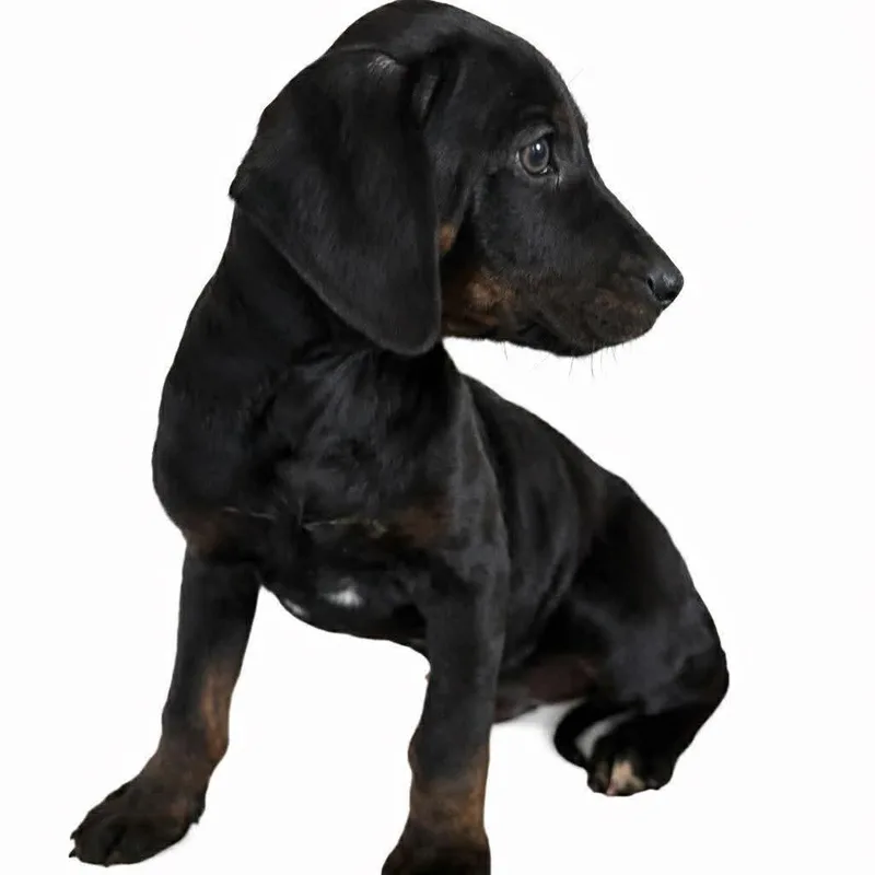 A baby medium-sized female Black Mixed Breed dog named Erica Hahn for adoption in Fredericksburg, VA