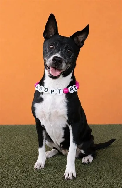 A senior medium-sized female American Staffordshire Terrier dog named Peaches for adoption in Miami, FL