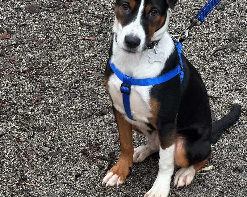 A young medium-sized male Mixed Breed dog named Josh  In Maine for adoption in Kennebunkport, ME