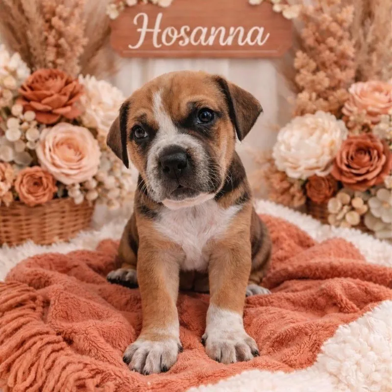 Hosanna thumbnail 3