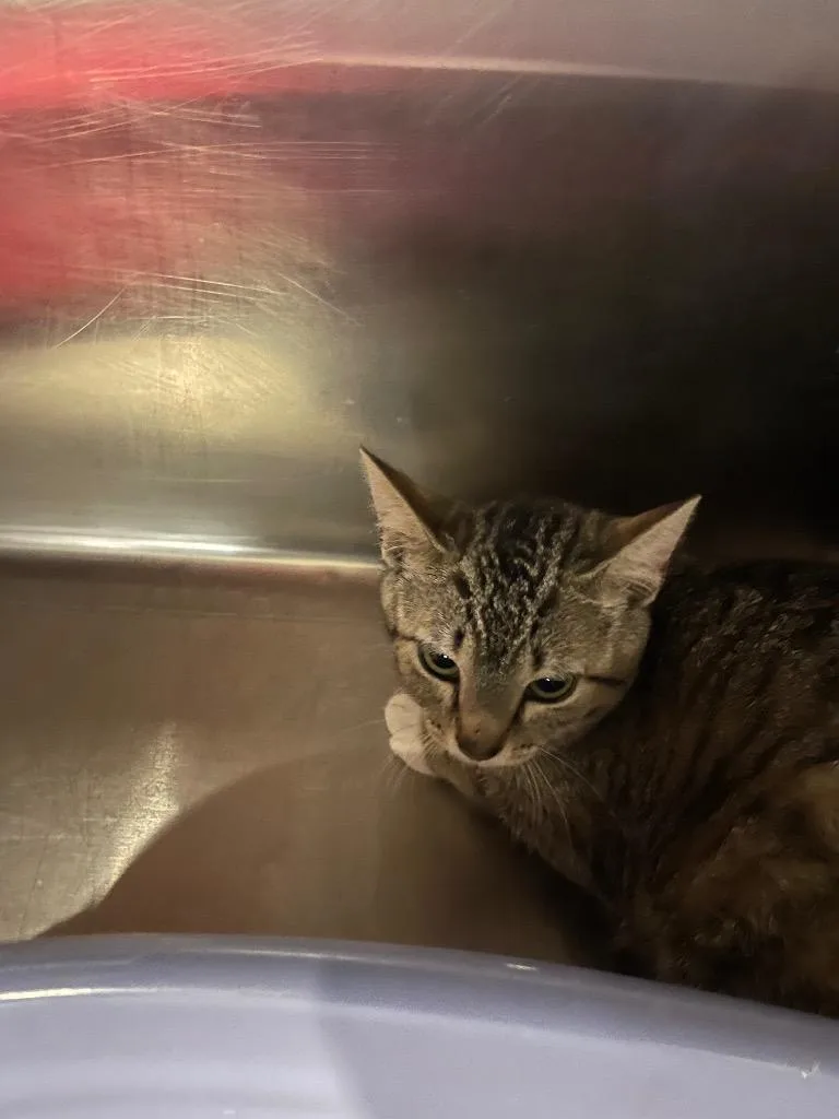 A baby small-sized female Domestic Short Hair cat named Shasta for adoption in Columbia, TN