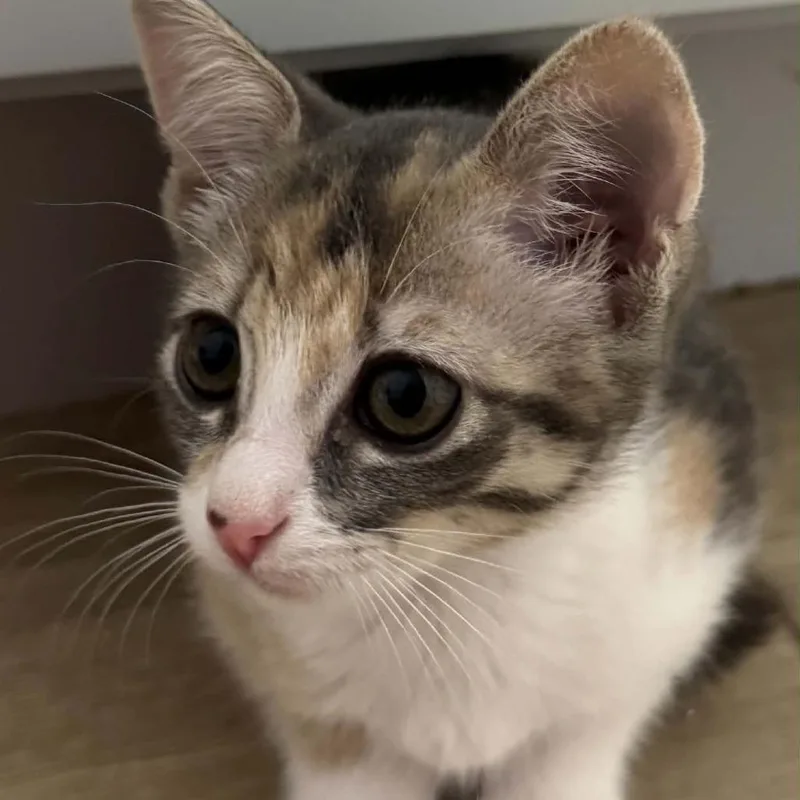 A baby small-sized female Calico Domestic Short Hair cat named Biscuit for adoption in Bastrop, TX