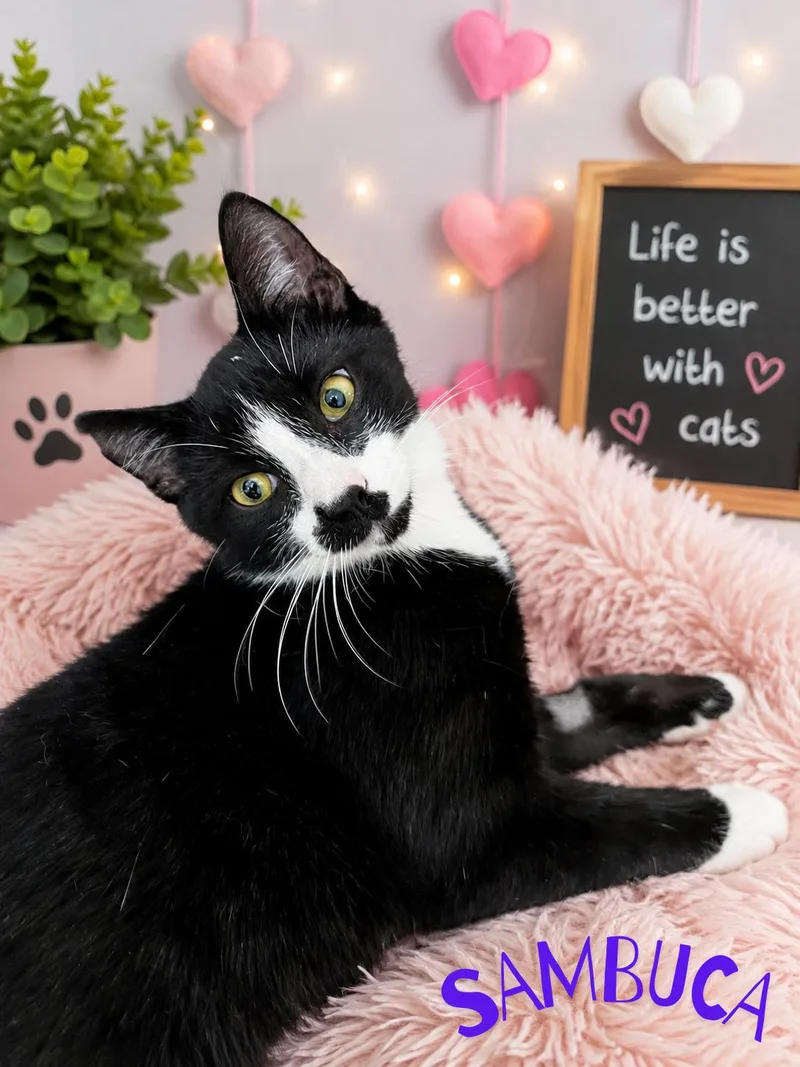 A young medium-sized male Black & White / Tuxedo Domestic Short Hair cat named Sambuca for adoption in Orleans, VT