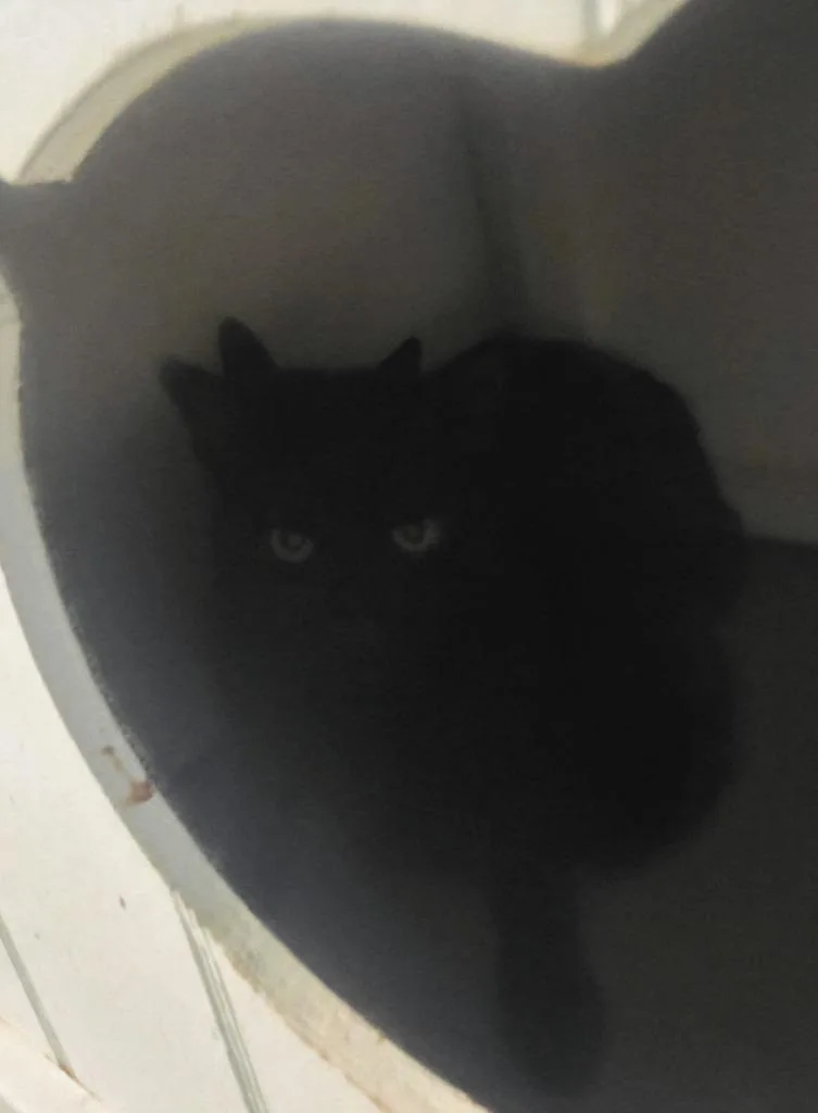 A baby medium-sized female Domestic Short Hair cat named Magic for adoption in Bossier City, LA