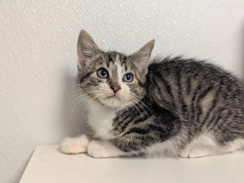A baby medium-sized male Domestic Short Hair cat named Journey for adoption in St. Cloud, MN