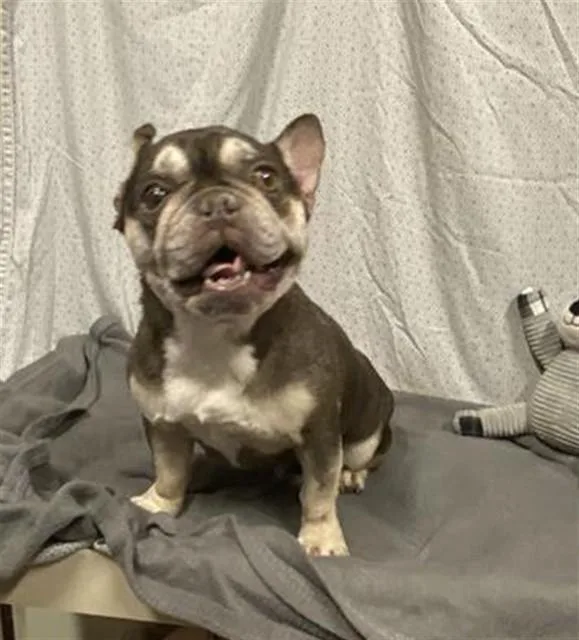 Mochi