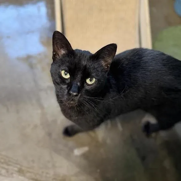 An adult medium-sized female Black Domestic Short Hair cat named Joy for adoption in Edwardsville, IL