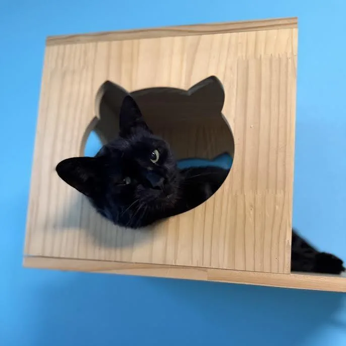 Joy thumbnail 2