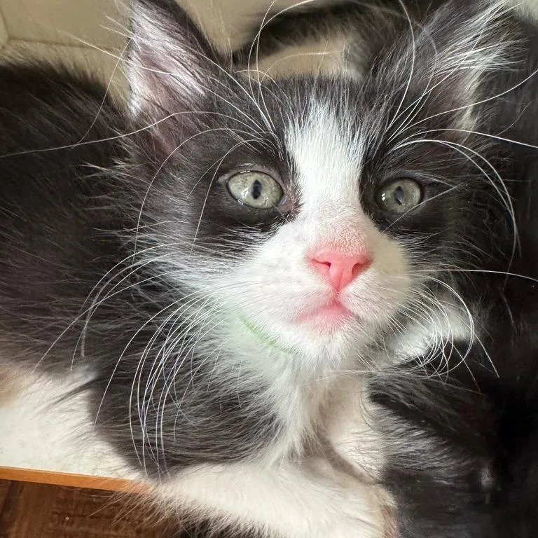 A baby small-sized male White Domestic Short Hair cat named Icarus for adoption in Spokane, WA