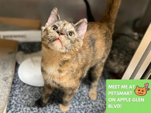 A baby small-sized female Domestic Short Hair cat named Tulip for adoption in Fort Wayne, IN