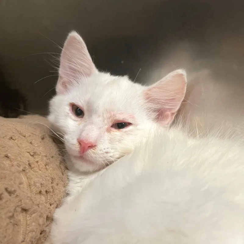 A baby small-sized female White Domestic Short Hair cat named Salado for adoption in Los Angeles, CA