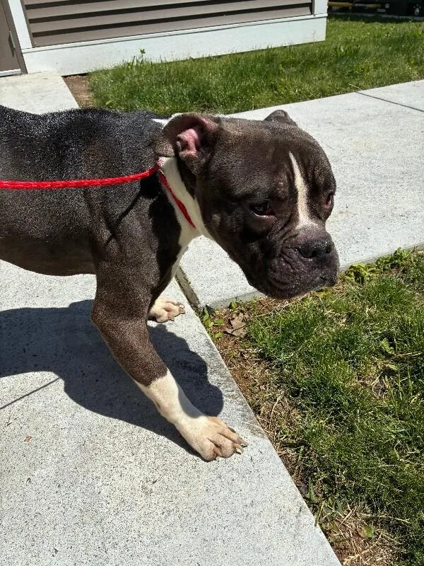 An adult medium-sized male Brown / Chocolate Boxer dog named Silas for adoption in Rochester, NY