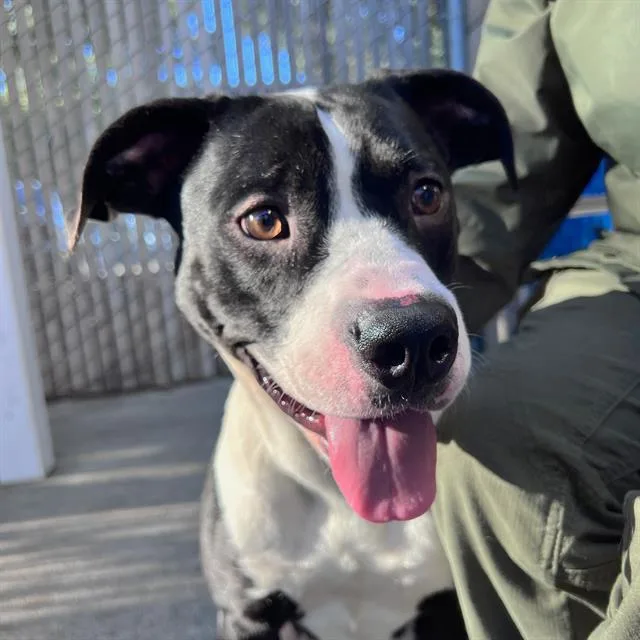 A young large-sized female Pit Bull Terrier dog named Huggy for adoption in Alameda, CA