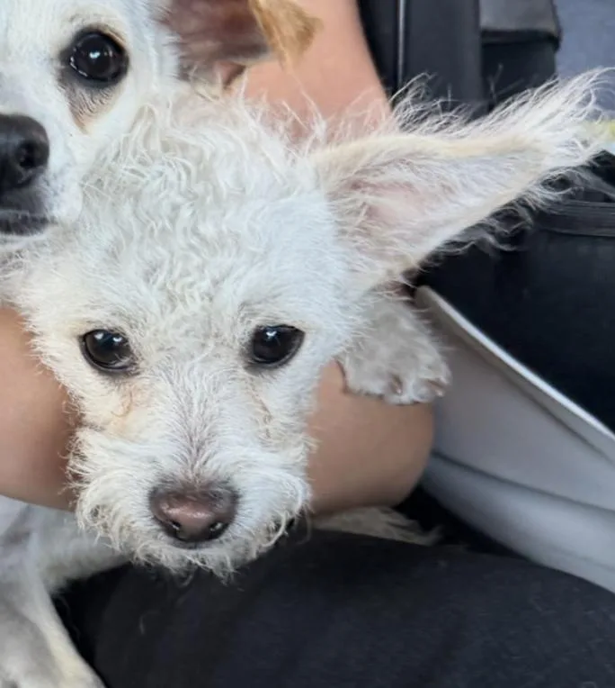 A young small-sized male Yellow / Tan / Blond / Fawn Poodle (Toy) dog named Dumbo for adoption in Emeryville, CA