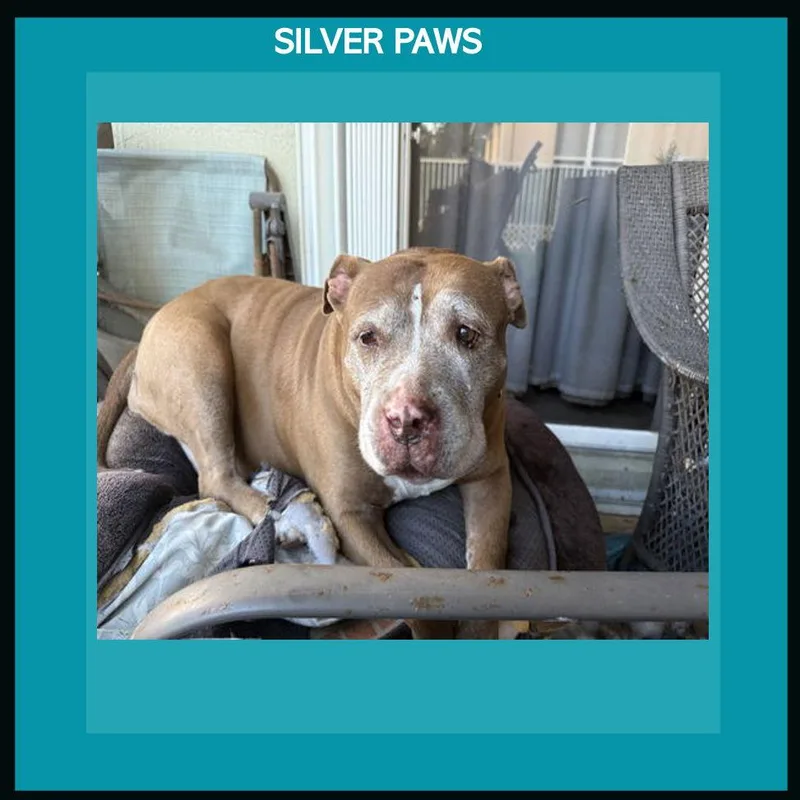 Blueberry thumbnail 3