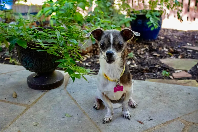 A senior small-sized male Chihuahua dog named Phelix for adoption in Austin, TX