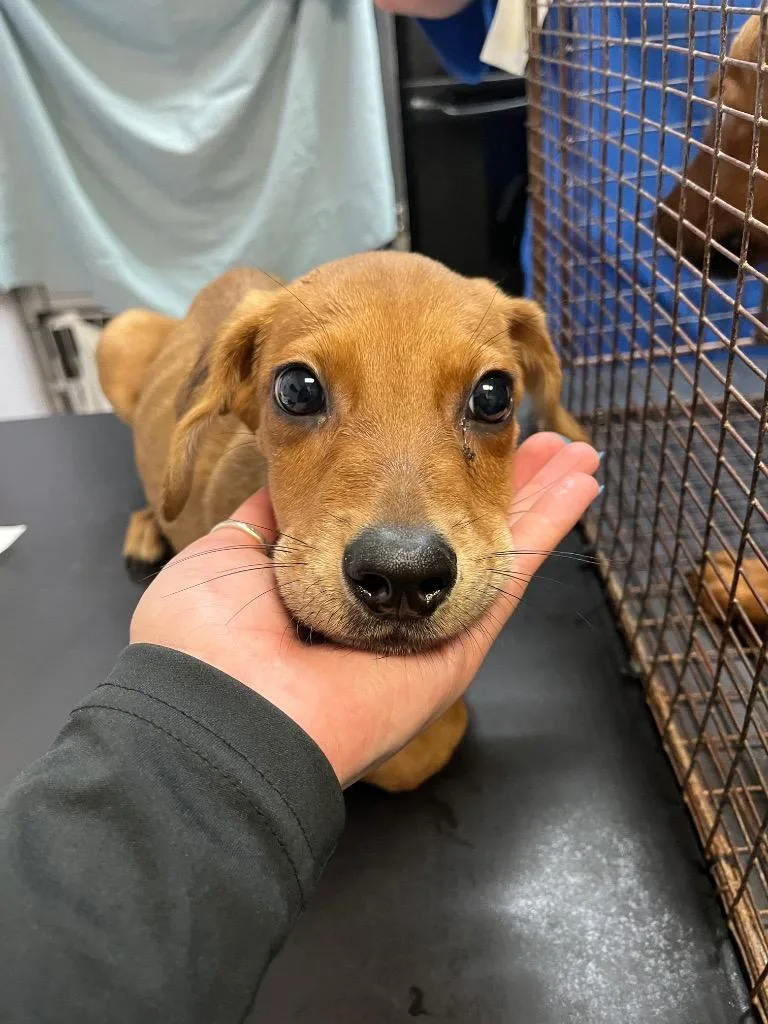 A baby small-sized male Labrador Retriever dog named Bud for adoption in New Braunfels, TX