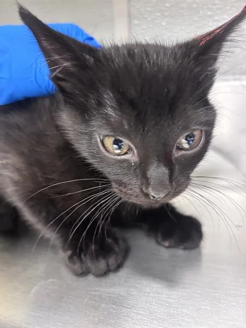 A baby small-sized male Domestic Short Hair cat named Columbia for adoption in Las Vegas, NV