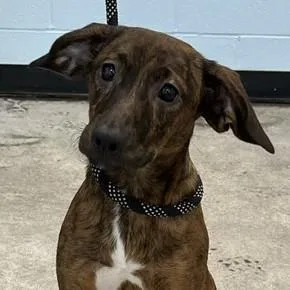 A baby medium-sized female Hound dog named Ada for adoption in Albany, NY
