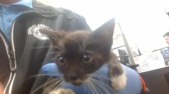 A baby small-sized male Domestic Short Hair cat named Harley for adoption in Miami, FL
