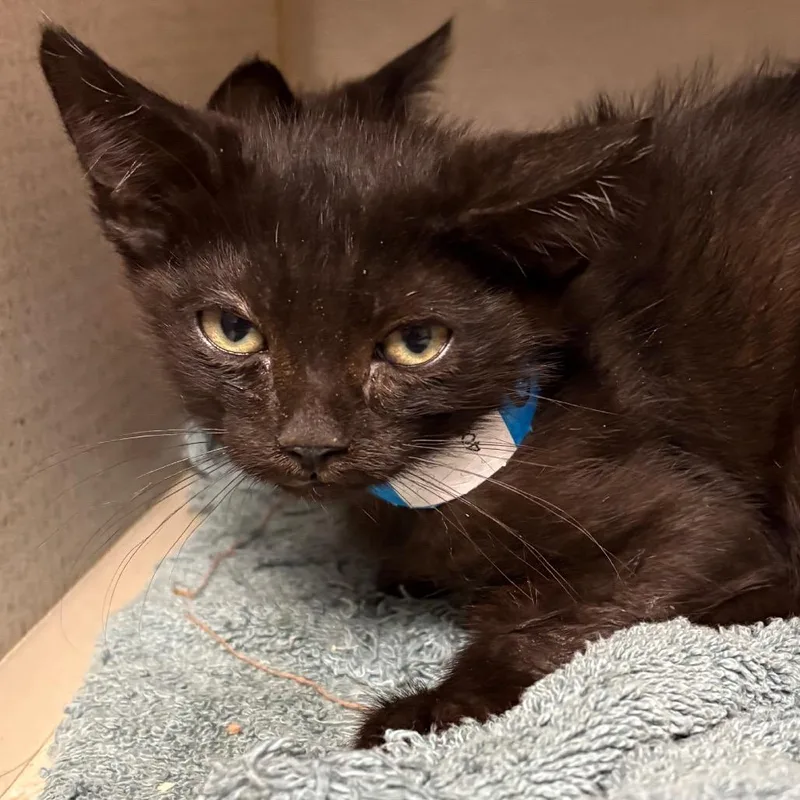 A baby small-sized male Black Domestic Short Hair cat named Gerald for adoption in Yuma, AZ