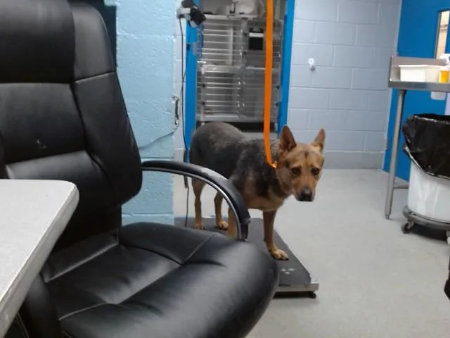 An adult medium-sized male German Shepherd Dog dog named Bear for adoption in Albuquerque, NM
