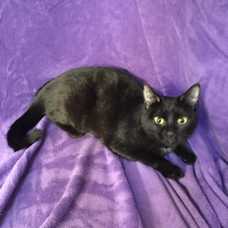 An adult large-sized female Black Domestic Short Hair cat named Sable Hyattsville for adoption in Merrifield, VA