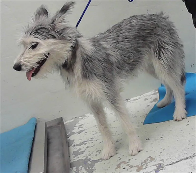 A young small-sized female Yorkshire Terrier dog named Yuki for adoption in Houston, TX