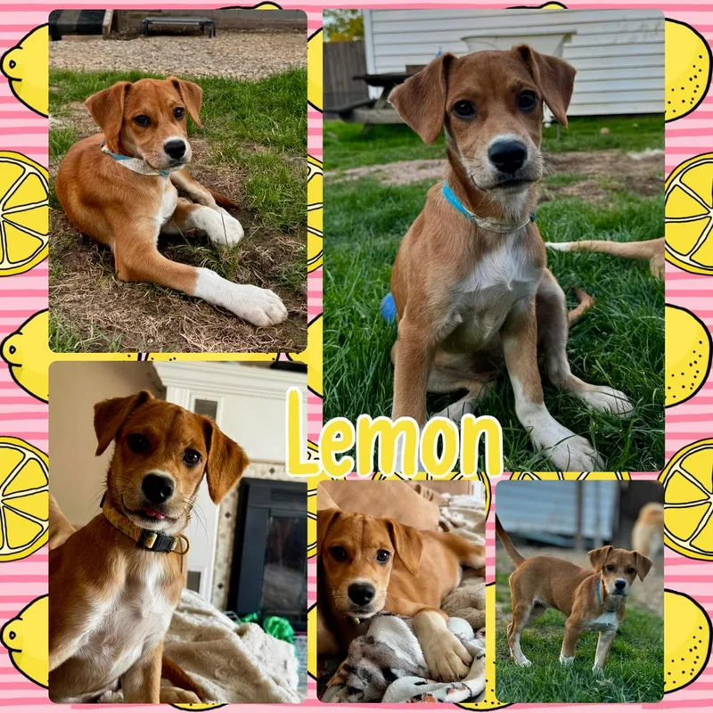 Lemon thumbnail 5