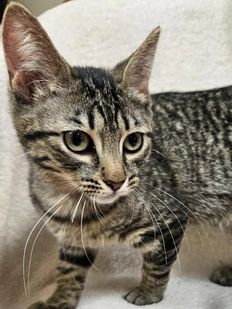 Macchiato thumbnail 4