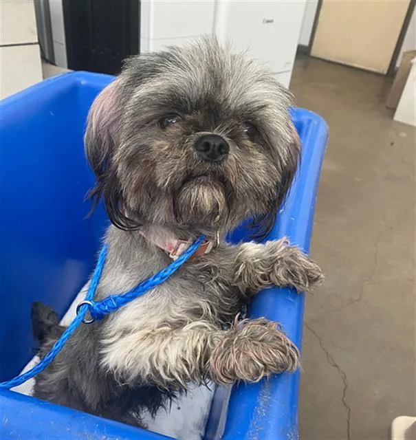 A young medium-sized female Mixed Breed dog named Pink for adoption in Dallas, TX