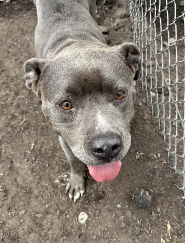 An adult medium-sized female Pit Bull Terrier dog named Shuri for adoption in Brunswick, GA