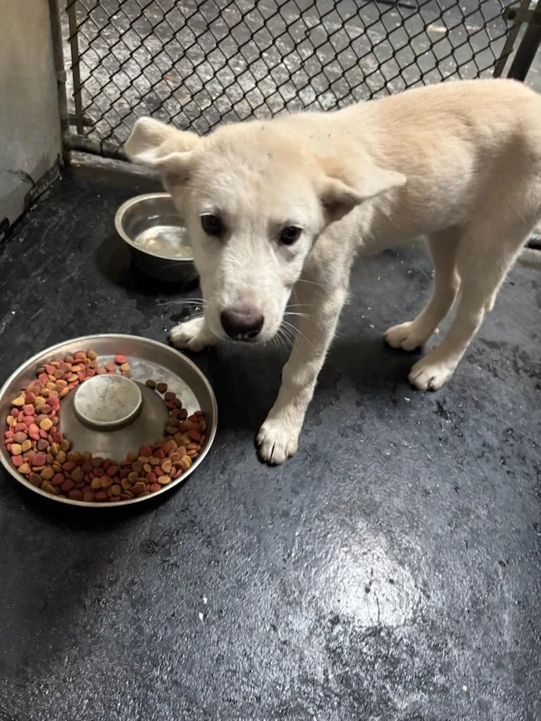 A young medium-sized female Apricot / Beige German Shepherd Dog dog named Mckail for adoption in Cockrell Hill, TX