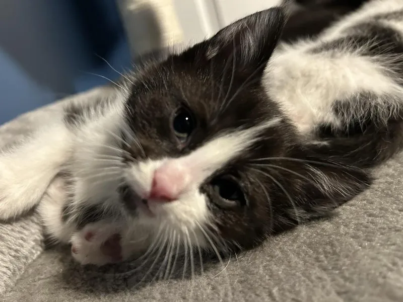 Tagalong thumbnail 2