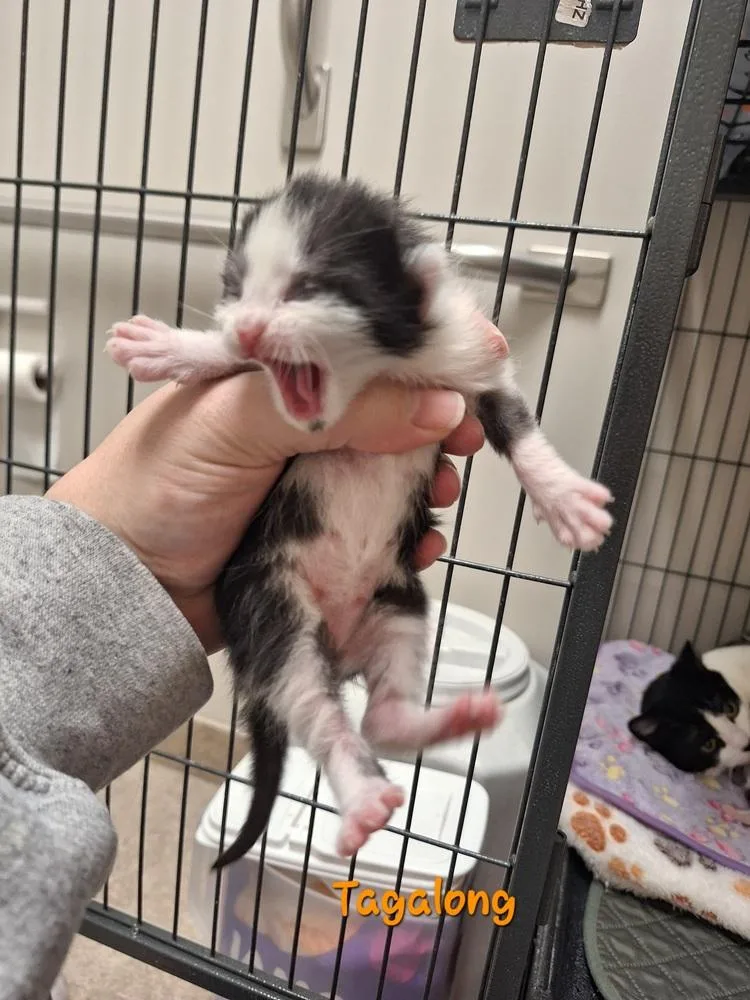 Tagalong thumbnail 3