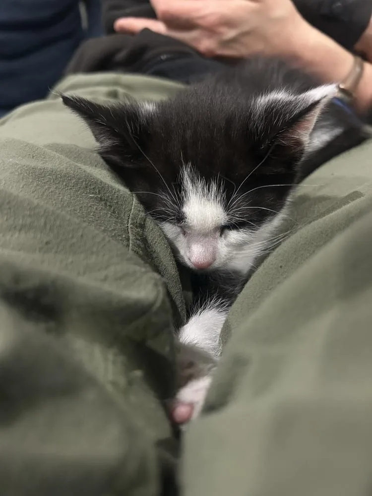 Tagalong thumbnail 4