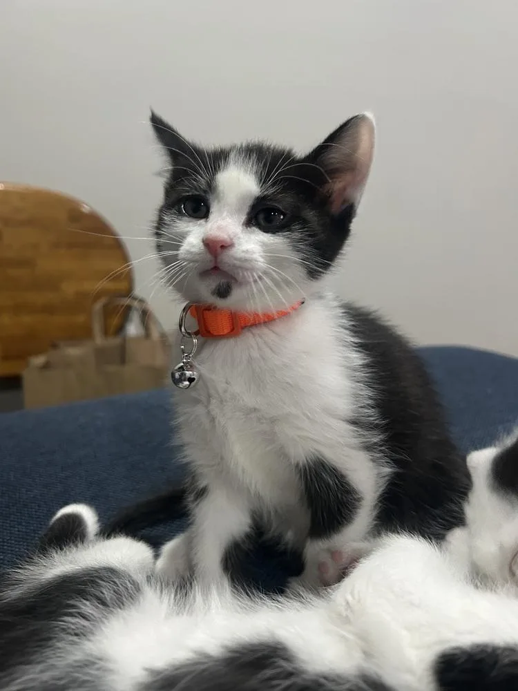 Tagalong thumbnail 5