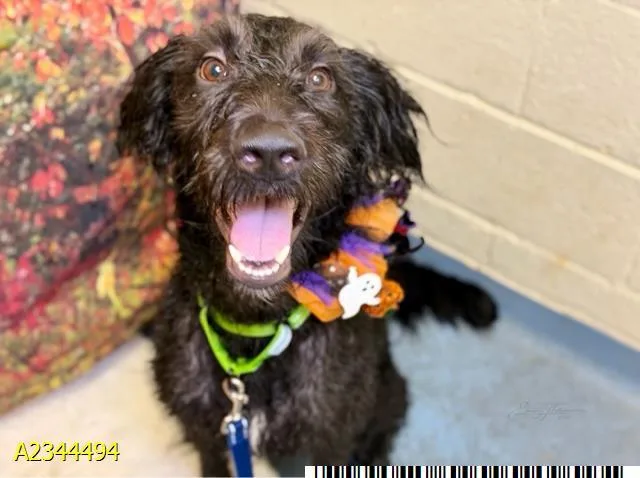 A young large-sized male Mixed Breed dog named Einstein for adoption in West Palm Beach, FL