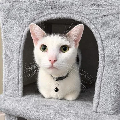 An adult medium-sized male Domestic Short Hair cat named Lewis for adoption in Elk Grove Village, IL