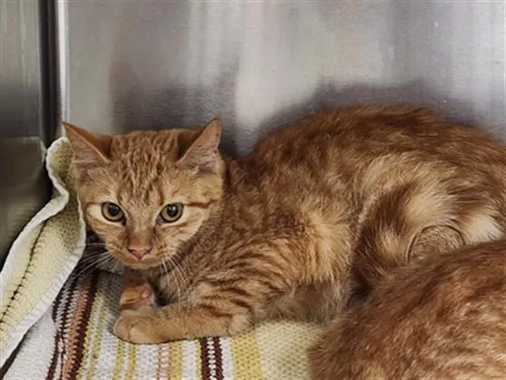 A baby medium-sized male Domestic Short Hair cat named Jerry for adoption in Chatsworth, CA